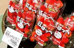 [面白日本]春天去日本就是要吃草莓！9种超市常见草莓哪种最值得一试？