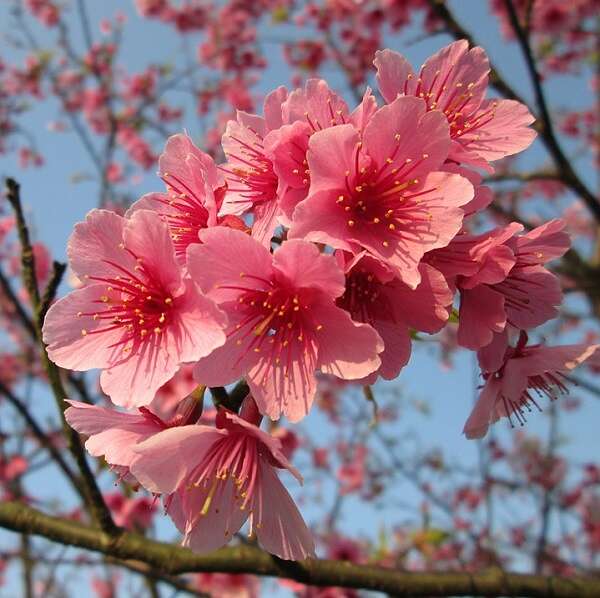 日本逢赏樱季节，游客涌入又出现“爆花见”现象