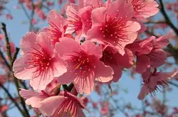日本逢赏樱季节，游客涌入又出现“爆花见”现象