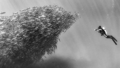 黑白照片捕捉潜水员被鱼群淹没画面，壮观海洋生物影像宣扬珍惜大自然