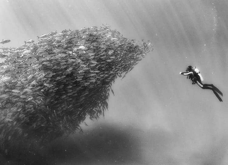 用黑白照片的特别方式呈现壮观海洋生物