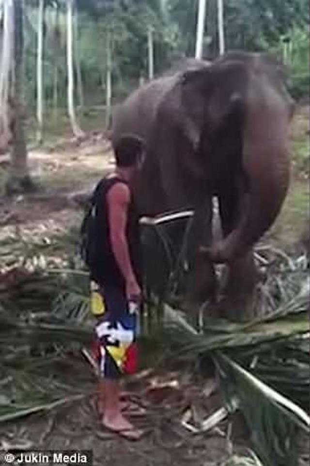 男游客在泰国观光时试图阻碍大象进食被重摔在地