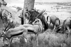 美国摄影师博物馆拍摄“野生动物”，用粗微粒菲林表达“造假”暗示