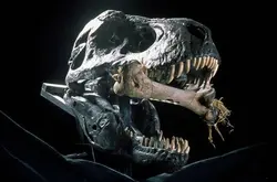 发现恐龙的黄金时代：新一代恐龙猎人几乎每周都可以发现新物种
