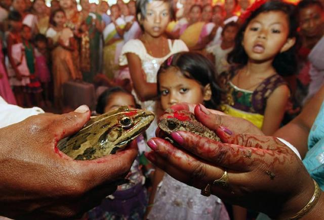 印度为一对青蛙举办婚礼取悦雨神以祈求降雨