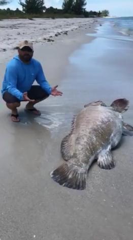 美国佛罗里达海滩出现许多海洋生物尸体