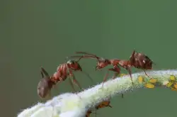 人类能看见蚂蚁 蚂蚁能辨识人类吗？科学家：蚂蚁无法看到人类