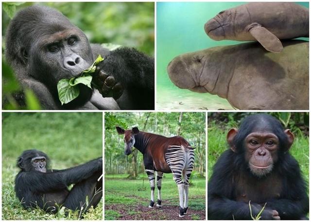 保育团体批评非洲刚果民主共和国向中国动物园输出濒危动物