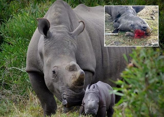 南非一头在禁猎区生活的雌性白犀牛惨遭杀害遗下年仅16个月大幼子