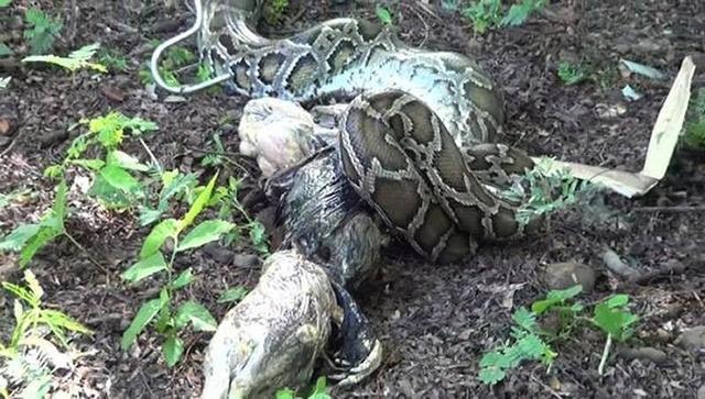泰国武里南府大蟒蛇入侵养鸡场吃得太多爬不动被抓