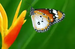 蝴蝶为何会万年不变色？科学家深入研究 揭开不死之身的秘密