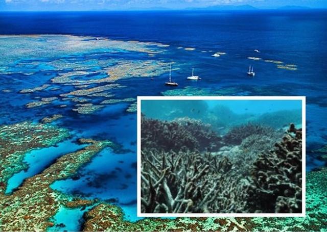 澳洲气候委员会发表报告指大堡礁珊瑚白化日益加剧