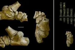 330万年前阿法南方古猿幼童骸骨化石分析发现其可能已懂得用双足在地面走路