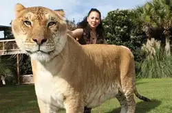 老虎：我是最大猫科动物 狮子笑而不语 这时第三者出现