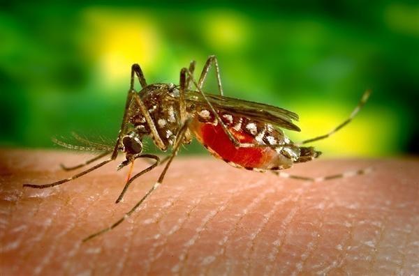科学家发现实用新方法：能消灭传播疾病的蚊子
