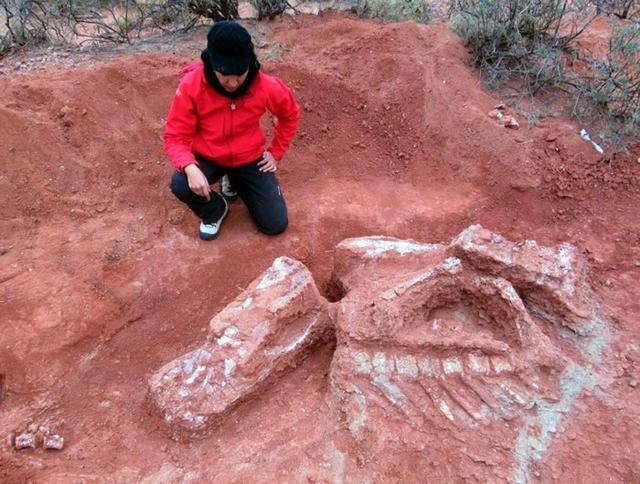 阿根廷出土Ingentiaprima巨型恐龙出现时间提前到三叠纪