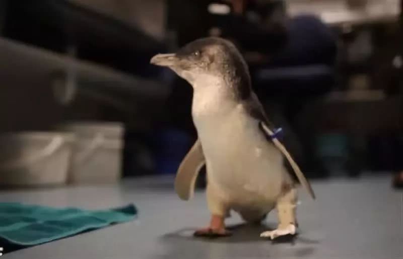每一个生命都值得尊重 3D打印让截肢小企鹅重获新生