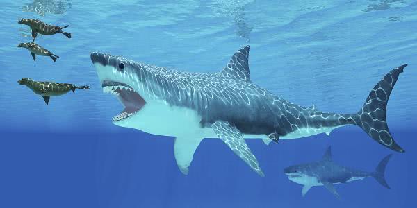 鲸鱼成为最大哺乳动物 要感谢一种生物的灭绝