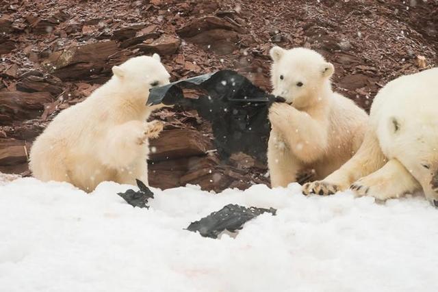 北极圈斯瓦巴群岛小北极熊啃食黑色塑料袋