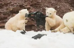 北极圈斯瓦巴群岛小北极熊啃食黑色塑料袋