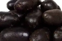 农民种植黑土豆 被称为推动土豆产业发展的土豆兄弟