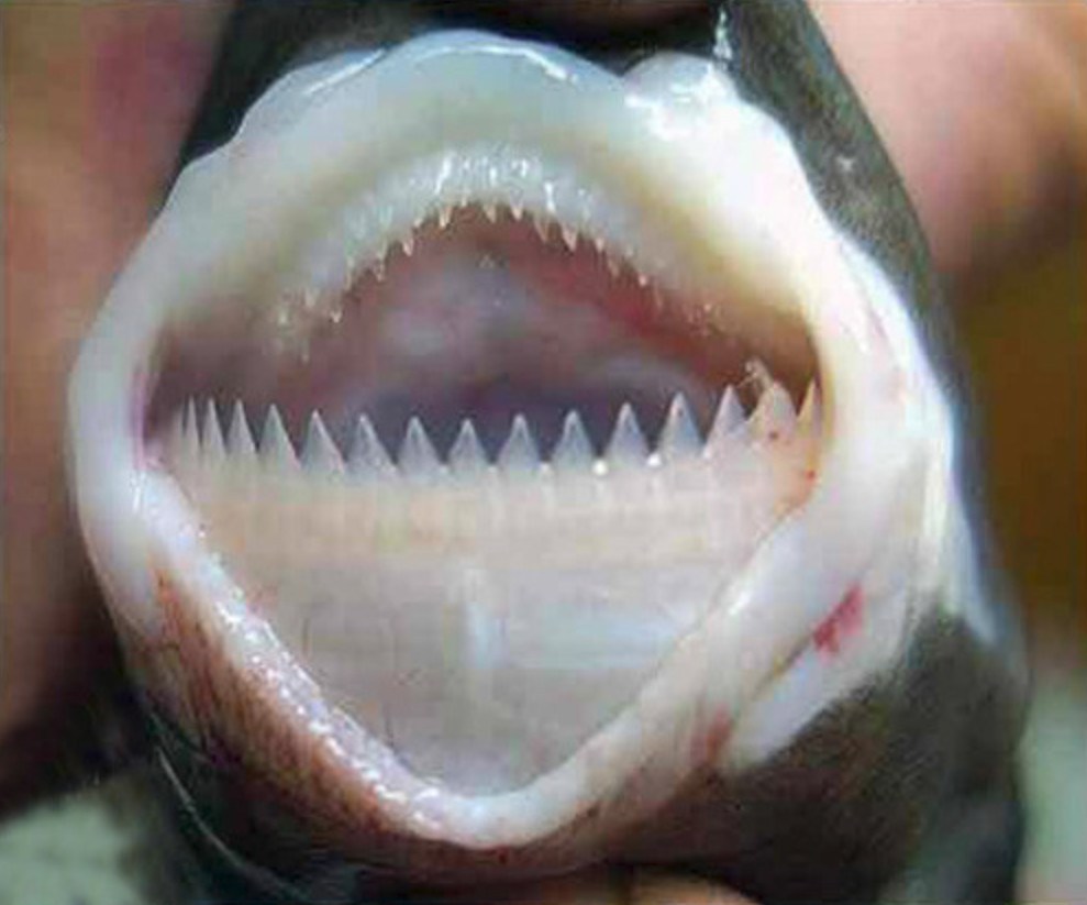 千米深海杀手 整齐的牙齿泛著寒光 海豚也绕道而行