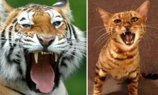家猫为何如此凶悍？研究者：基因水平跟老虎只差4％