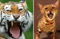 家猫为何如此凶悍？研究者：基因水平跟老虎只差4％