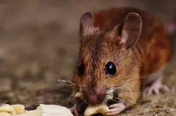 Nature提供减肥新思路：琥珀酸让小鼠脂肪燃烧起来