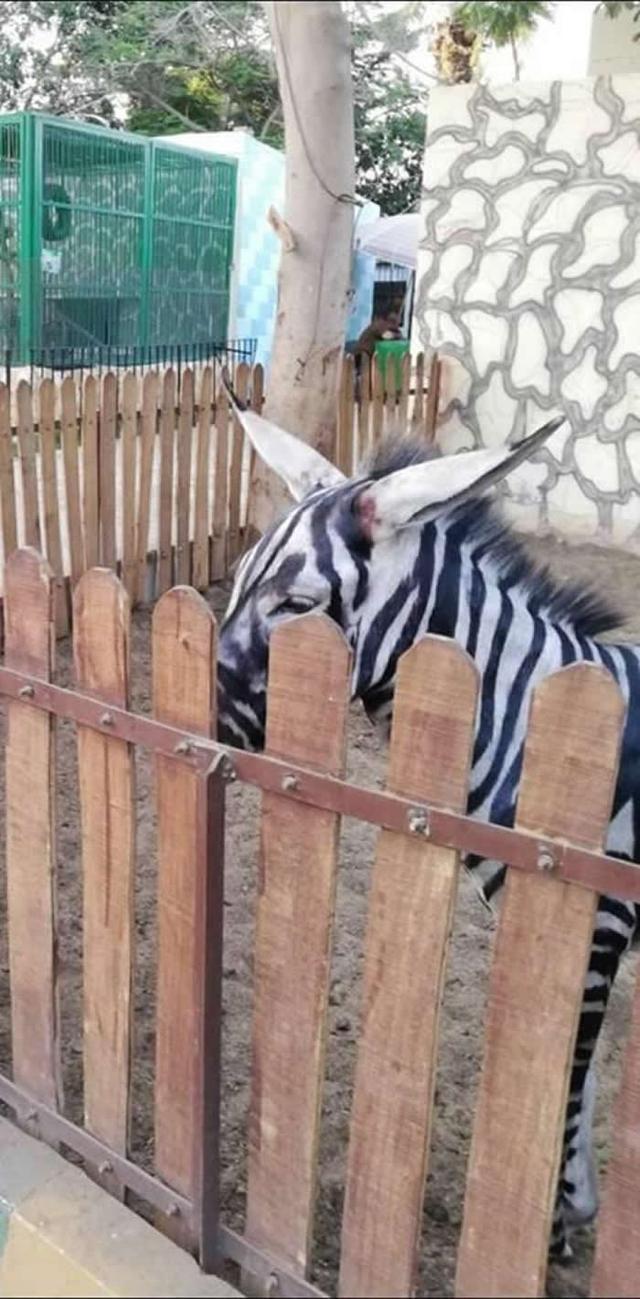 埃及开罗一家动物园为吸引游客给家驴画上黑白道打扮成斑马