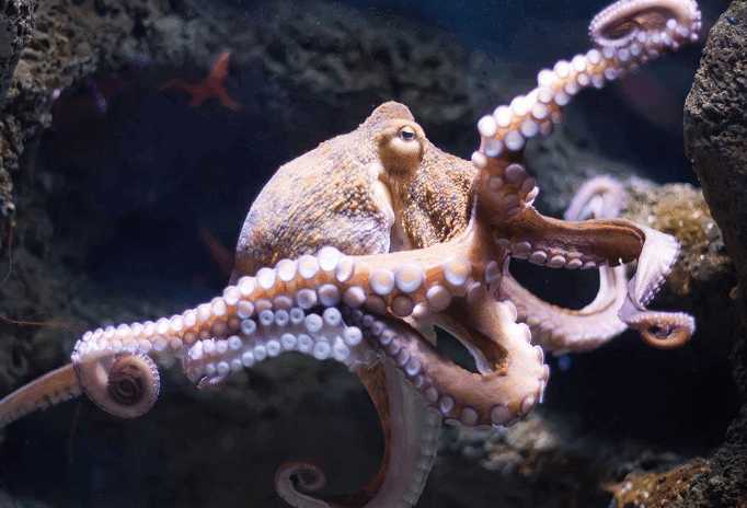 科学家认为章鱼并非是来自地球 理由还挺头头是道的