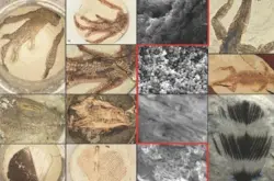 英国布里斯托尔大学科学家开发出新方法来在一天内制造人造化石