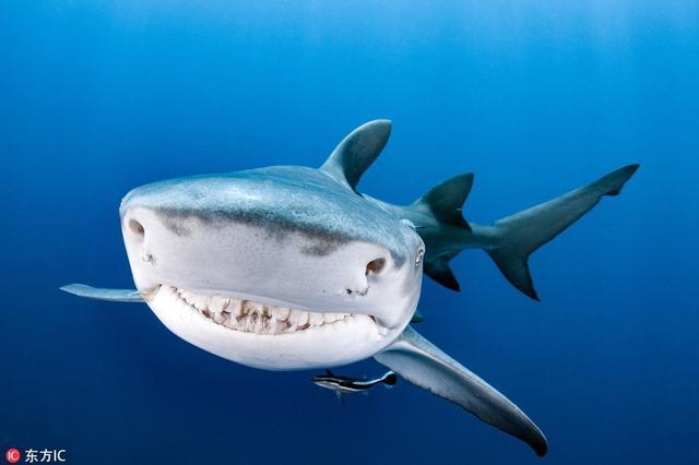 美国鲨鱼被潜水员喂食回送一个大大微笑