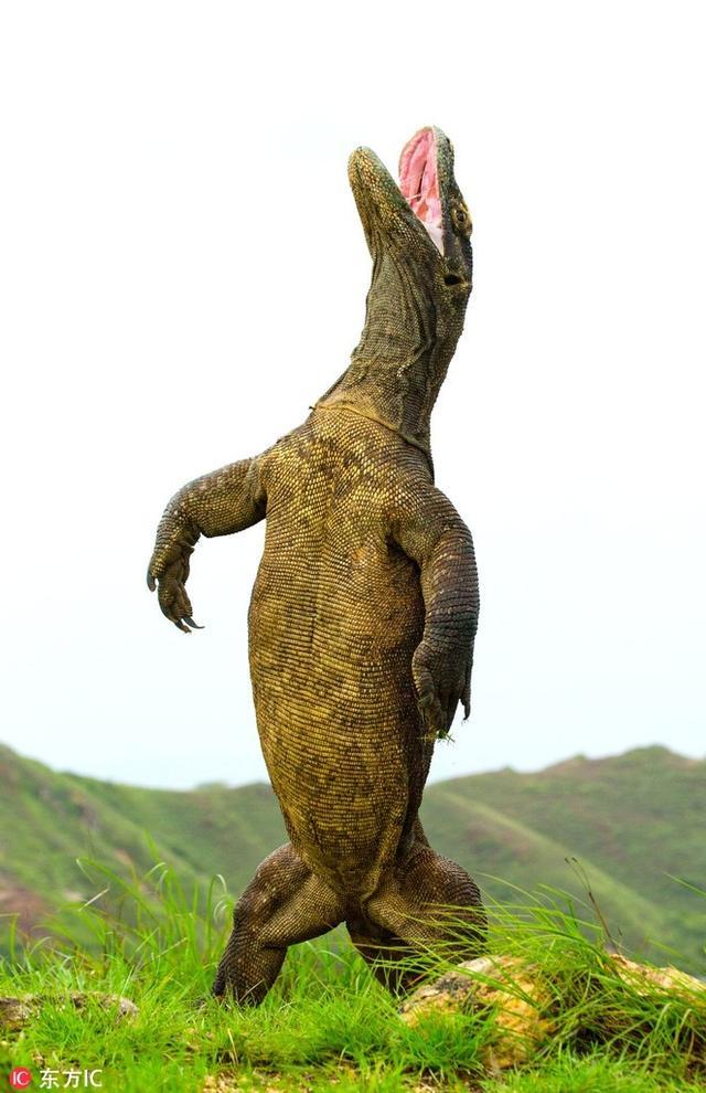 现实版哥斯拉 印尼科莫多巨蜥直立行走仰天长啸霸气十足