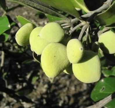 这种果实酷似芒果 身怀剧毒 却在我国被广泛种植 你能分辨吗？