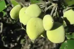 这种果实酷似芒果 身怀剧毒 却在我国被广泛种植 你能分辨吗？