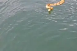 美国田纳西州家庭出海骇然发现响尾蛇游到船边要上船