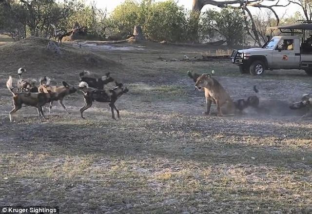 非洲博茨瓦纳莫瑞米野生动物保护区母狮为保护幼崽与一群野狗对峙