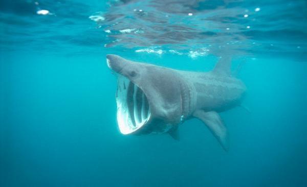 你每用一支防晒霜深海里会减少几头鲨鱼？