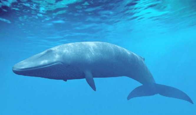 海边为什么总出现搁浅的鲸鱼 科学家说出原因 让人痛心不已