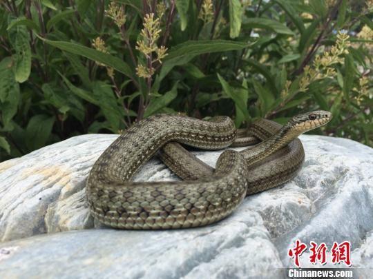 中国科学家首次揭示世界上海拔分布最高的蛇类基因组