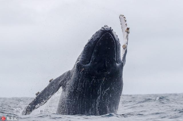 座头鲸出水表演后空翻长鳍优雅划过空中舞姿曼妙