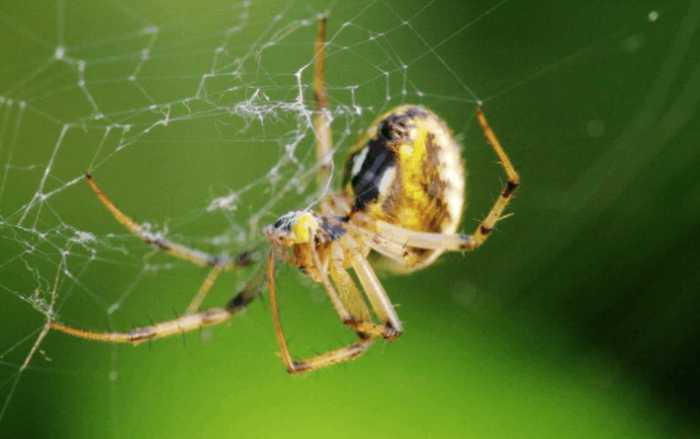 蜘蛛体内隐藏的剧毒 最强的毒素是响尾蛇的15倍 无人敢碰