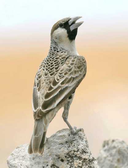 这种体形如麻雀的小鸟 是天生的建筑师 建的鸟巢重约900公斤
