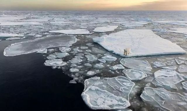 北极圈气温已超30℃ 用AI怎么拯救北极熊？