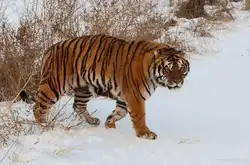 这几类动物的捕食速度比猎豹慢100倍 却异常有效 一抓一个准