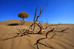 为何不能将沙漠变成森林呢？科学家：地球会变得更糟糕
