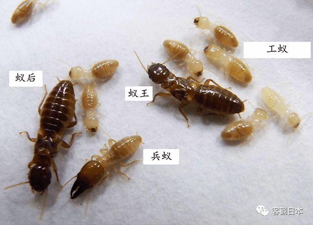 日本研究人员发现白蚁兵蚁的分化基因