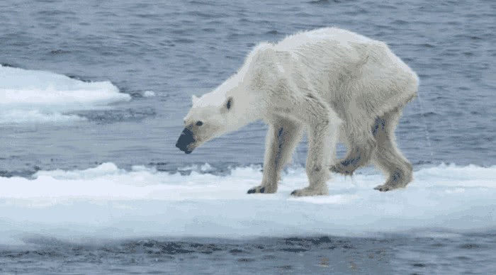 冰川融化后北极熊怎么办？科学家：它们将重回欧洲北部 占领地盘