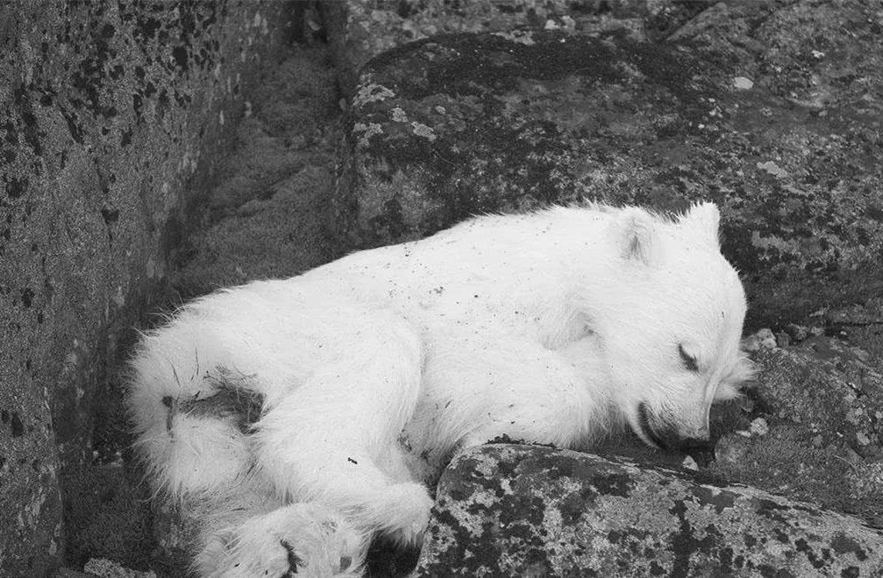 北极圈罕见32℃高温北极熊或在40年内迎来灭绝